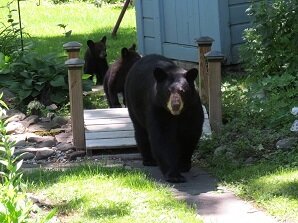 Black bear and cubs in backyard.